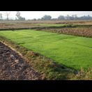 Felder mit Reissetzlingen